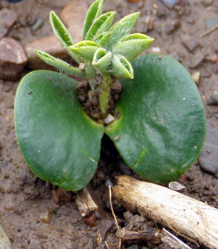 ΟΛΥΜΠΟΣ: Ερευνητικό πρόγραμμα για ασφαλή κτηνοτροφικά φυτά